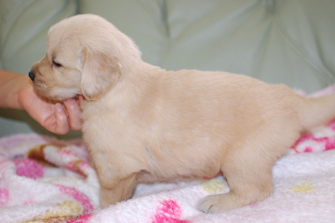 ゴールデンレトリーバーの子犬の写真201406122-2