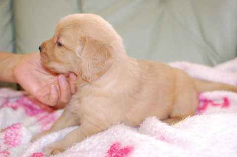 ゴールデンレトリーバーの子犬の写真201406123-2