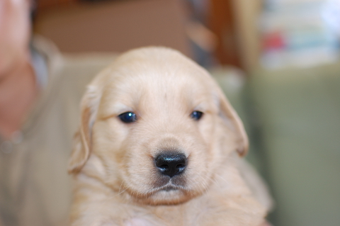 ゴールデンレトリーバーの子犬の写真201406124