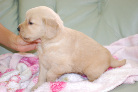 ゴールデンレトリーバーの子犬の写真201406124-2