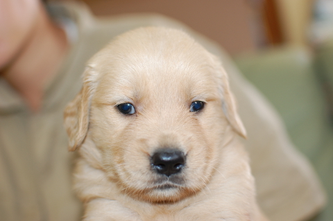 ゴールデンレトリーバーの子犬の写真201406125