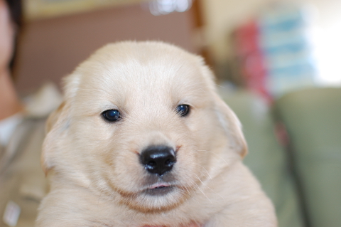 ゴールデンレトリーバーの子犬の写真201406122