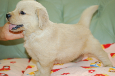 ゴールデンレトリーバーの子犬の写真201406122-2