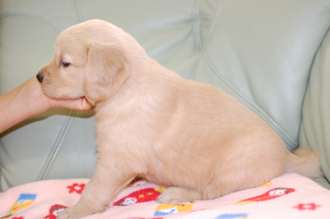 ゴールデンレトリーバーの子犬の写真201406124-2