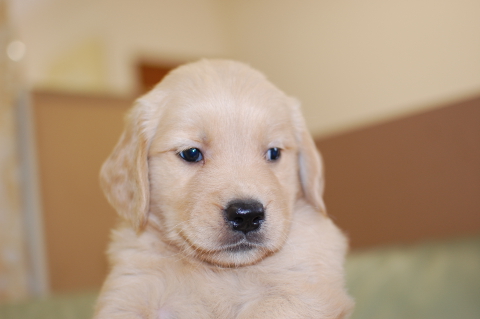 ゴールデンレトリーバーの子犬の写真201406125