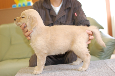 ゴールデンレトリーバーの子犬の写真201406125-2