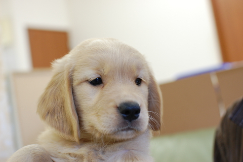 ゴールデンレトリーバーの子犬の写真201406124
