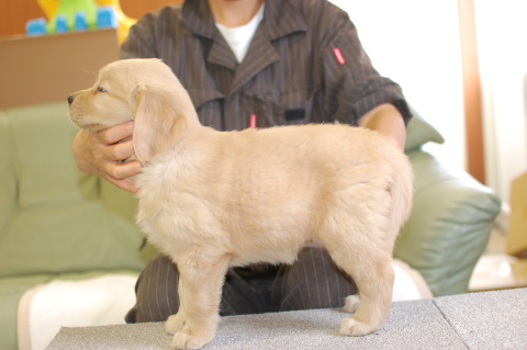 ゴールデンレトリーバーの子犬の写真201406124-2