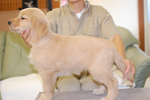 ゴールデンレトリーバーの子犬の写真201406125-2