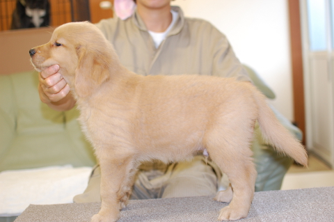 ゴールデンレトリーバーの子犬の写真201406121-2