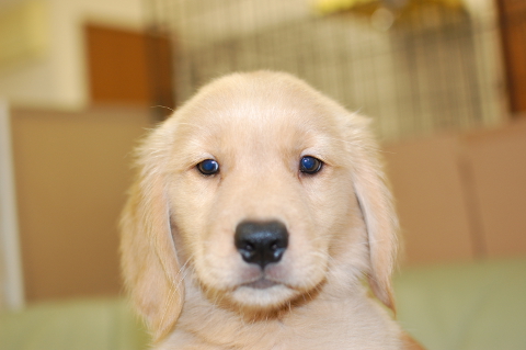 ゴールデンレトリーバーの子犬の写真201406123
