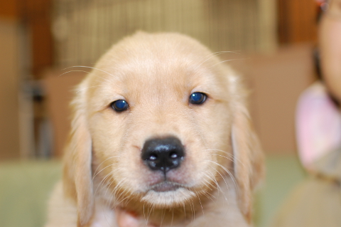 ゴールデンレトリーバーの子犬の写真201406121