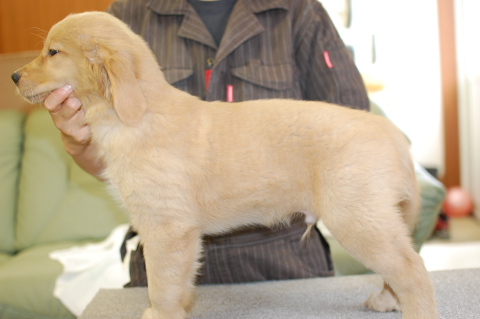 ゴールデンレトリーバーの子犬の写真201406121-2