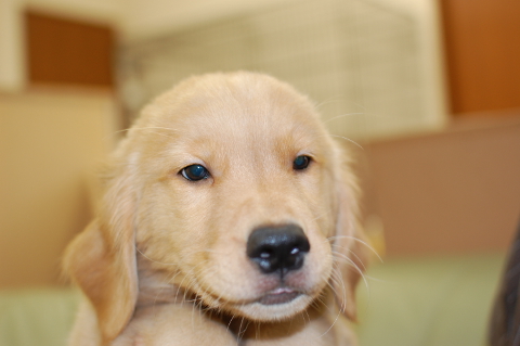 ゴールデンレトリーバーの子犬の写真201406121