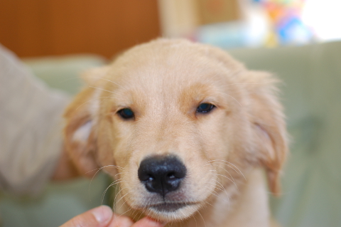 ゴールデンレトリーバーの子犬の写真201406121