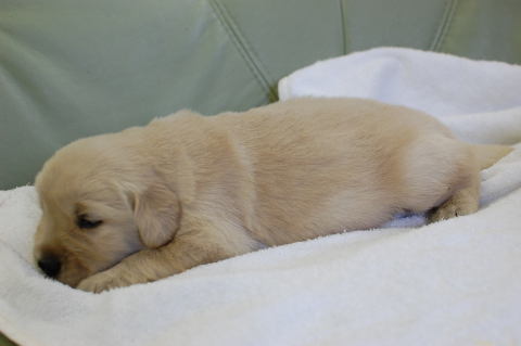 ゴールデンレトリーバーの子犬の写真201409121-2