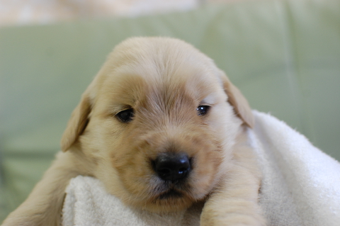 ゴールデンレトリーバーの子犬の写真201409122