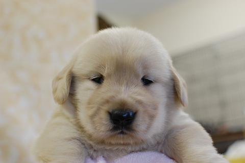 ゴールデンレトリーバーの子犬の写真201409121