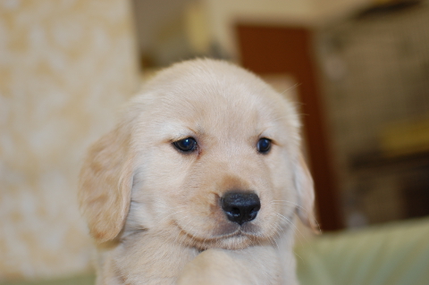 ゴールデンレトリーバーの子犬の写真201409122