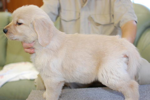 ゴールデンレトリーバーの子犬の写真201409122-2