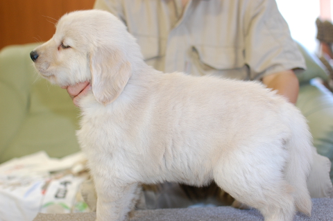ゴールデンレトリーバーの子犬の写真201409124-2