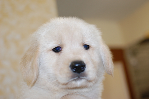 ゴールデンレトリーバーの子犬の写真201409121