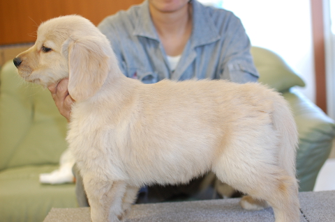 ゴールデンレトリーバーの子犬の写真201409122-2