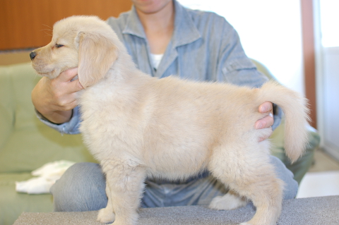 ゴールデンレトリーバーの子犬の写真201409123-2