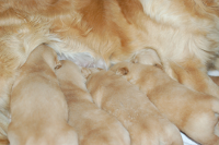 2015年2月11日生まれのゴールデンレトリバーの子犬の写真