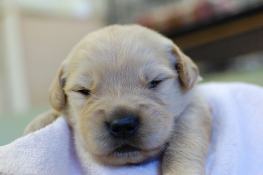 ゴールデンレトリーバーの子犬の写真201502111