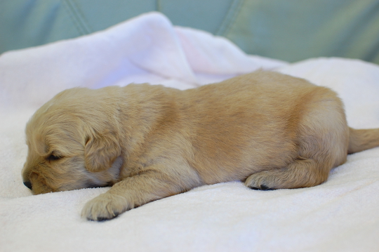 ゴールデンレトリーバーの子犬の写真201502111-2