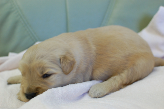 ゴールデンレトリーバーの子犬の写真201502111-2