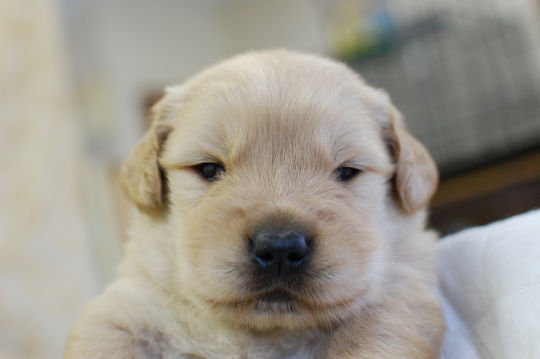 ゴールデンレトリーバーの子犬の写真201502111