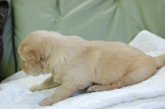 ゴールデンレトリーバーの子犬の写真201502111-2