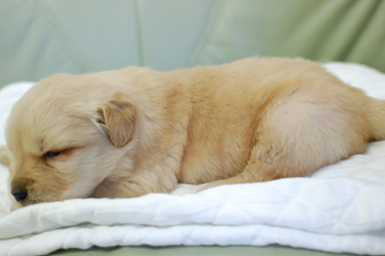 ゴールデンレトリーバーの子犬の写真201502111-2