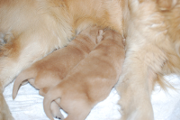 2015年3月21日生まれのゴールデンレトリバーの子犬の写真