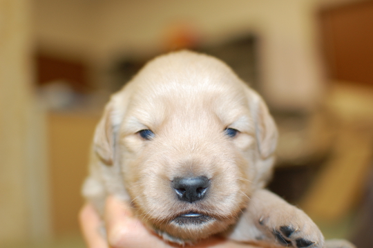 ゴールデンレトリーバーの子犬の写真201503212