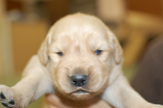 ゴールデンレトリーバーの子犬の写真201503211