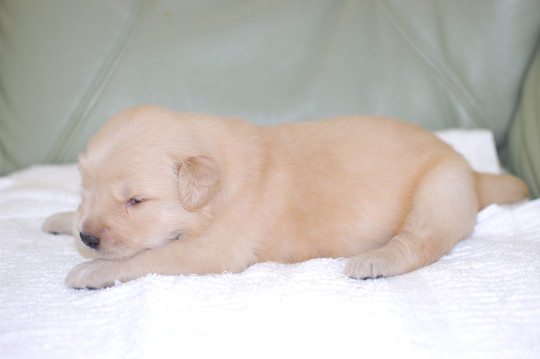 ゴールデンレトリーバーの子犬の写真201604026-2 4月22日現在