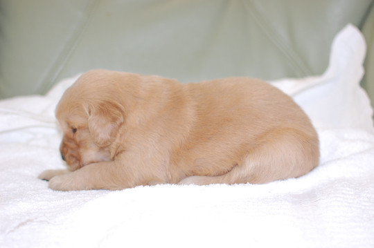 ゴールデンレトリーバーの子犬の写真201604053-2 4月22日現在