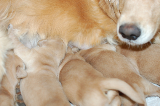 ゴールデンレトリーバーの子犬の写真2