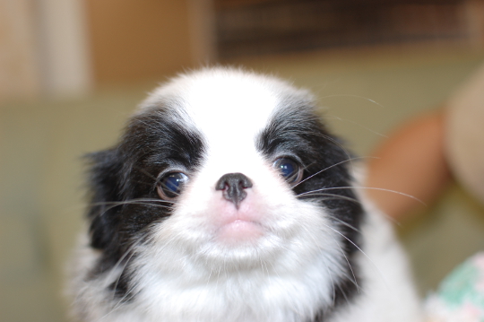 狆の子犬の写真201504072