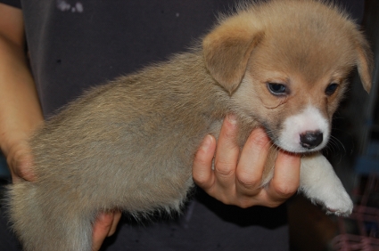 ウェルシュコーギーペンブロークの子犬の写真200906206-2