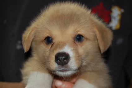 ウェルシュコーギーペンブロークの子犬の写真200906204