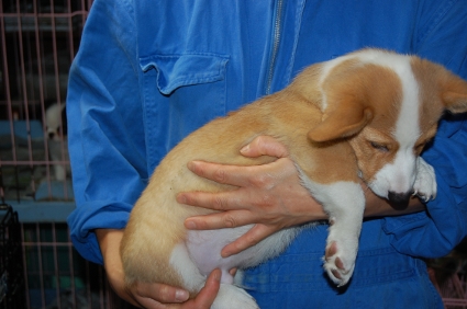 ウェルシュコーギーペンブロークの子犬の写真200906201-2