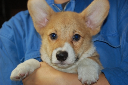 ウェルシュコーギーペンブロークの子犬の写真200906202