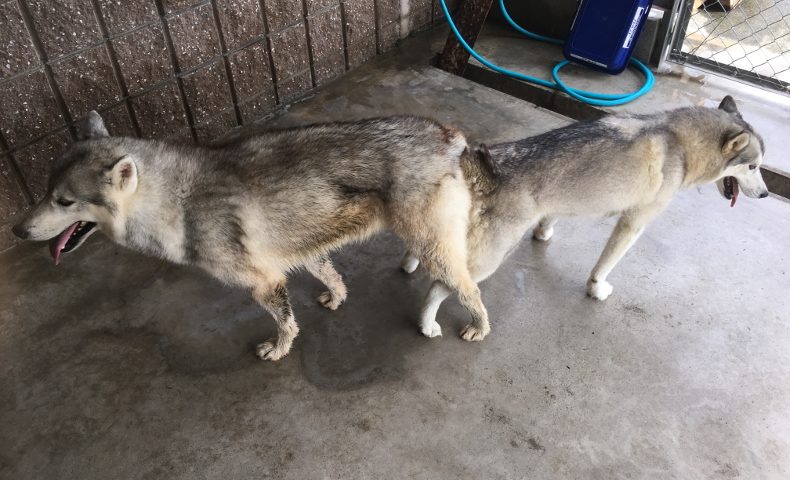 シベリアンハスキーの交配しました17 08 22 静岡県浜松市の犬のブリーダー日記 シベリアンハスキーの交配しました17 08 22 静岡県浜松市の犬のブリーダー日記