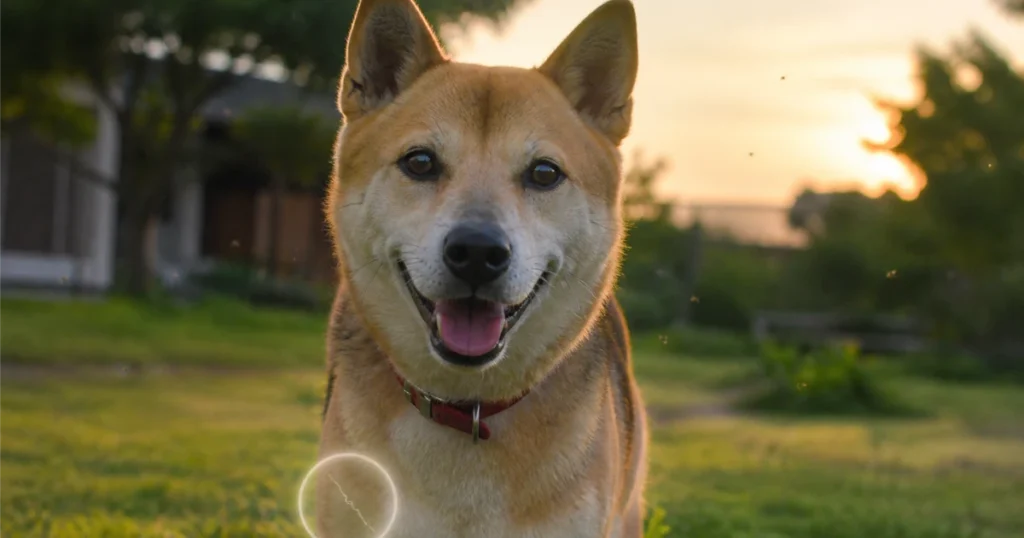 夕暮れの庭で元気に佇む柴犬と、周囲を飛ぶ蚊。胸元にはフィラリア感染をイメージさせる控えめな光の演出を添えた写真