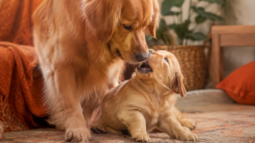 母犬が子犬をしつける自然な様子