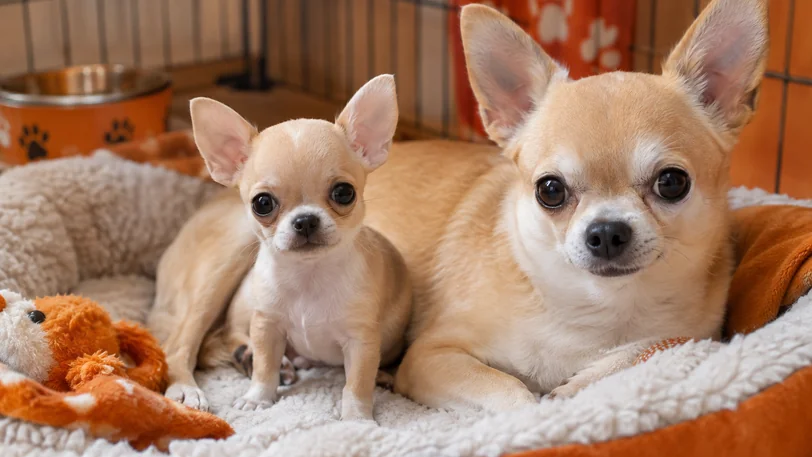 清潔な犬舎で過ごすチワワの親子